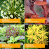 Eleuthero, reishi, holy basil and rhodiola botanical ingredient photos for Stress Manager