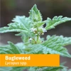 Bugleweed plant with green leaves and tiny white flowers, Lycopus spp. botanical photo