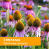 Purple echinacea coneflowers in a sunny field, Echinacea purpurea botanical photo