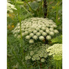 Khella plant with clusters of small white flowers
