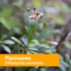 Herb Pharm Pipsissewa