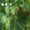 Herb Pharm Hops