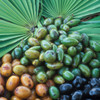 Green and ripening saw palmetto berries on a palm leaf botanical photo