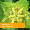 Herb Pharm Gentian - 30 ml