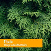 Bright green scale-like thuja foliage, Thuja occidentalis botanical photo