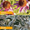 Echinacea flowers and olive leaf botanical photos for Vi-Be-Gone