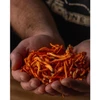 Hands cupped holding dried orange Cordyceps mushrooms