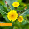 Yellow dandelion flowers, Taraxacum officinale