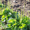 Herb Pharm Plantain