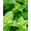 Close-up of bright green lemon balm leaves in a garden
