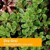 Herb Pharm Uva-Ursi - 30 ml