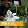 Herb Pharm Yerba Mansa
