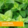 Close-up of vibrant green lemon balm leaves in a garden