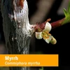Herb Pharm Myrrh