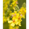 Yellow mullein flowers