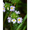Herb Pharm Eyebright