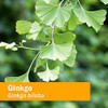 Ginkgo (Ginkgo biloba) leaves on the branch