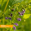 Skullcap plant with purple flowers, Scutellaria lateriflora