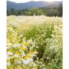 Herb Pharm Chamomile
