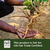 Hands holding a freshly harvested root, Fair for Life Fair Trade Certified graphic