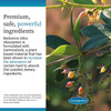 Berberine plant with berries, premium, safe, powerful ingredients with GammaSorb graphic