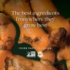 Fresh turmeric roots, the best ingredients from where they grow best graphic