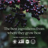 Elderberries on a branch, the best ingredients from where they grow best graphic