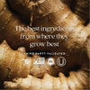 Ginger root, the best ingredients from where they grow best, third party validated logos