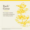 Bach Gorse - 20 Milliliters