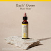 Bach Gorse - 20 Milliliters