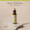 Bach Wild Rose - 20 Milliliters