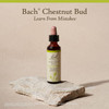 Bach Chestnut Bud - 20 Milliliters