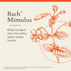 Bach Mimulus title card with orange flower illustration