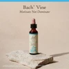Bach Vine 20 mL (0.7 fl oz) bottle on a stone