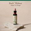 Bach Walnut - 20 Milliliters