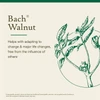 Bach Walnut title card with green walnut leaf illustration