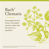 Bach Clematis - 20 Milliliters