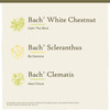 Clarity of Mind kit White Chestnut calm mind Scleranthus decisive Clematis focus graphic