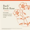 Bach Rock Rose title card with orange rock rose flower illustration