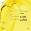 Yellow cream swirl with key ingredients, 0.1% encapsulated retinal and 6 peptides