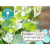 Eucalyptus leaves, sustainable ingredients graphic