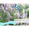Rosemary plant, rosemary ingredient graphic
