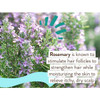 Flowering rosemary plants, rosemary ingredient graphic