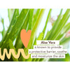 Aloe vera leaves, aloe vera ingredient graphic
