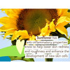 Sunflowers with text about sunflower in skin care