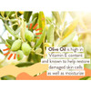 Olives on a branch, olive oil ingredient graphic