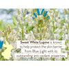 Sweet white lupine flowers graphic