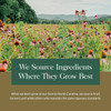 Coneflower field, we source ingredients where they grow best graphic for Gaia Herbs