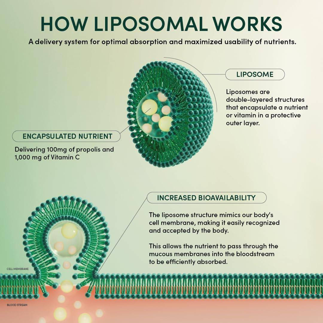 How liposomal works diagram, liposome delivery of propolis and vitamin C