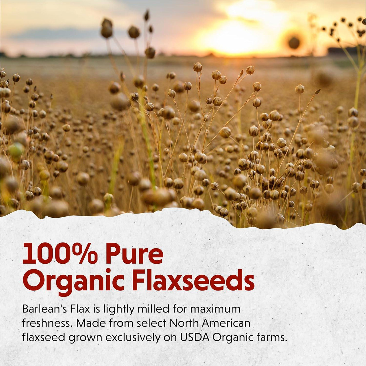 Flax field at sunset, 100% pure organic flaxseeds graphic
